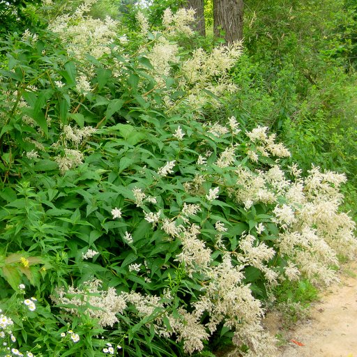 Persicaria polymorpha - Click Image to Close